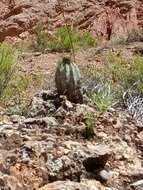 Echinopsis bridgesii Salm-Dyck resmi