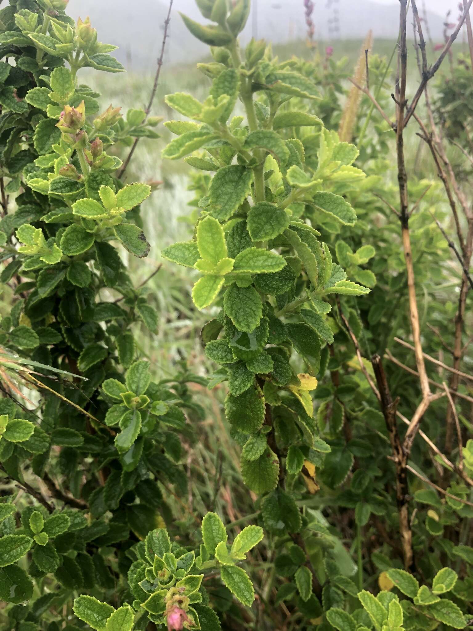 Image of Syncolostemon stalmansii (A. J. Paton & K. Balkwill) D. F. Otieno