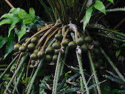 Sivun Cycas edentata de Laub. kuva