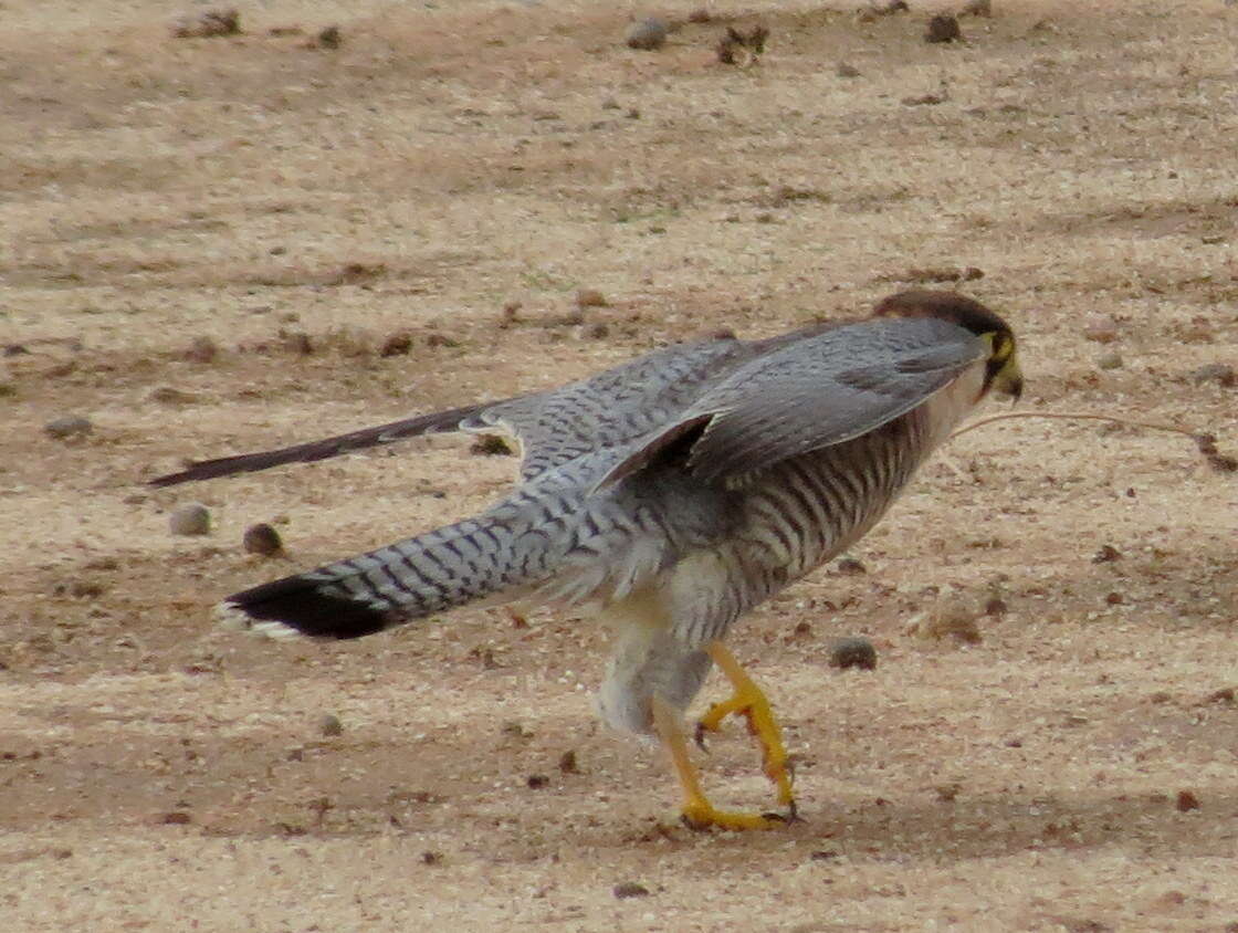 Falco chicquera horsbrughi Gunning & Roberts 1911 resmi