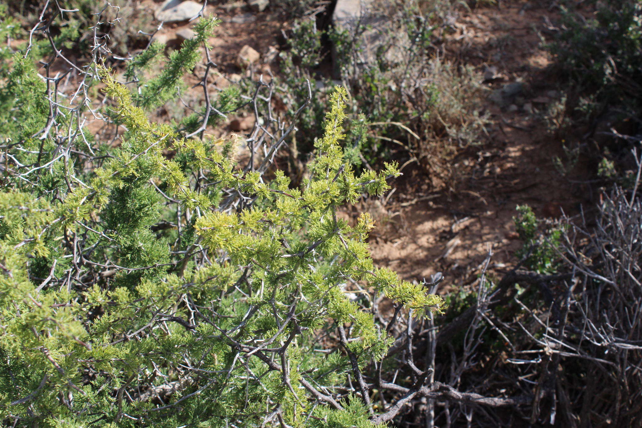 Image of Asparagus burchellii Baker