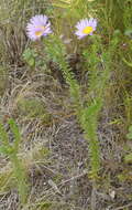 Image of Dune daisy