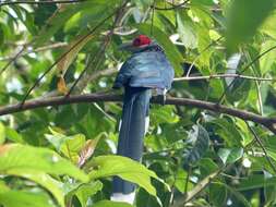 Image of Red-faced Malkoha