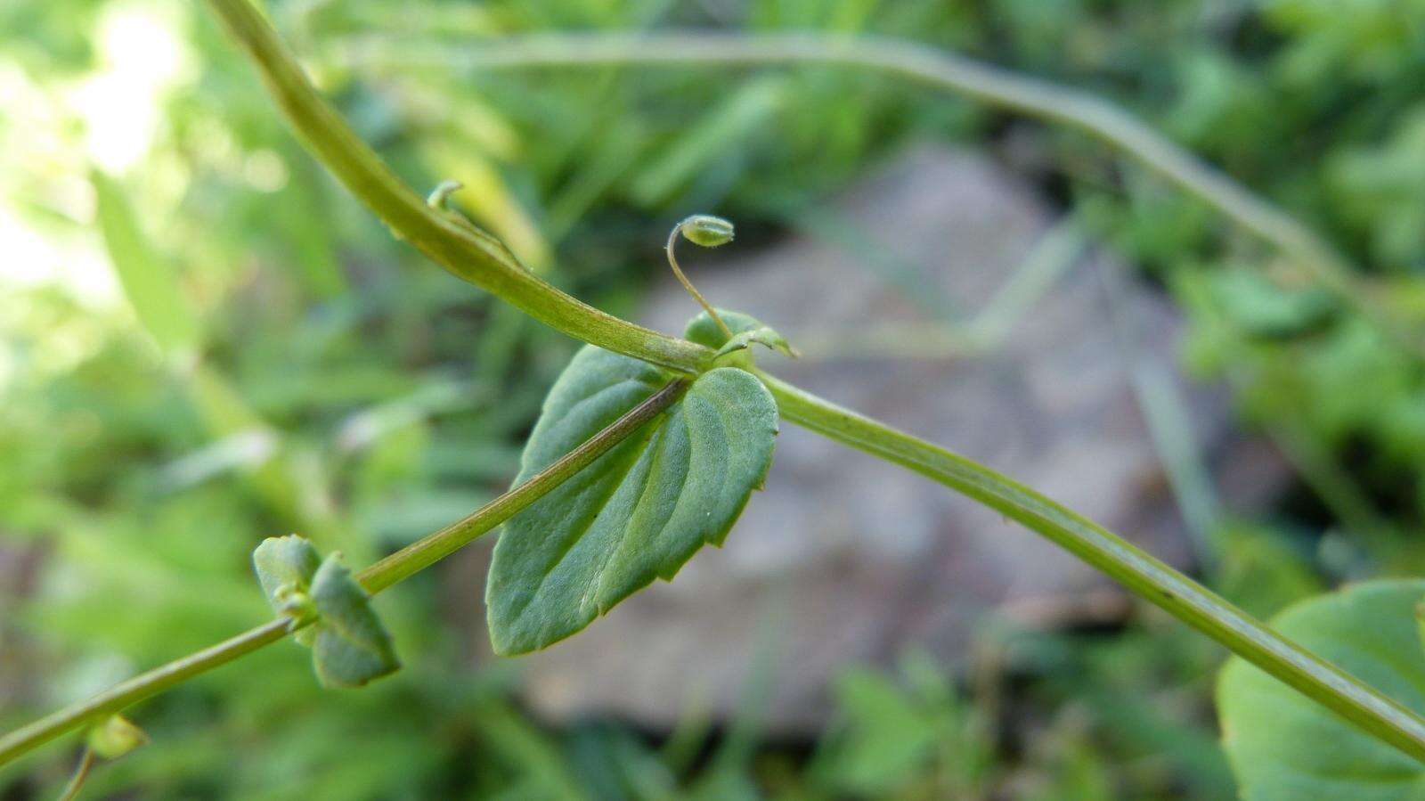 Image of Diascia parviflora Benth.