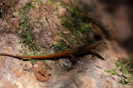 Image of Highland Forest Skink