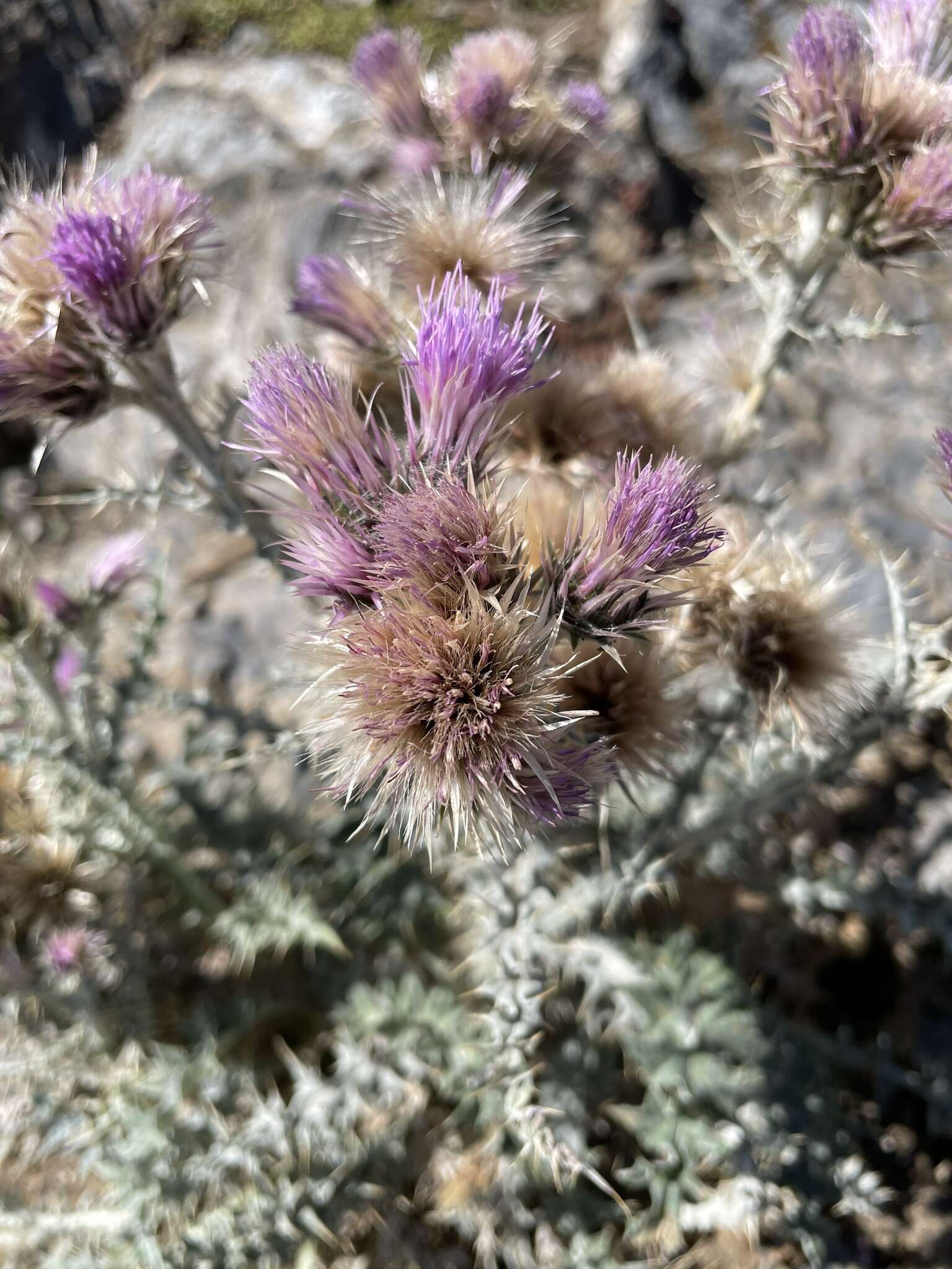 Image de Carduus carlinoides Gouan