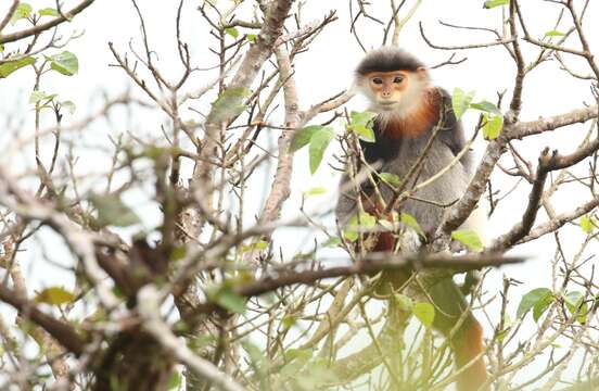 Image of Douc Langurs