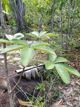 Imagem de Vitex waterlotii Danguy