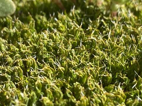 Image of Syntrichia antarctica Zander 1993