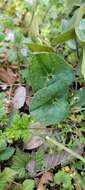 Image of Asarum forbesii Maxim.