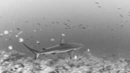 Image of Galapagos Shark