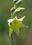 Imagem de Gladiolus pubigerus G. J. Lewis