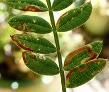 Image of Jacaranda leafminer