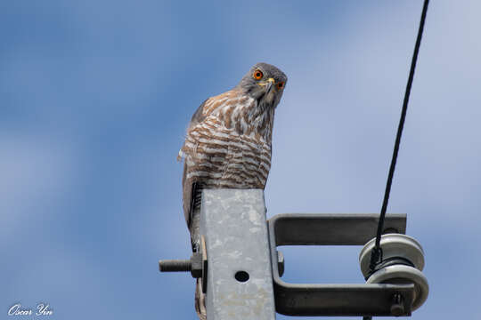 Image of Accipiter trivirgatus formosae Mayr 1949