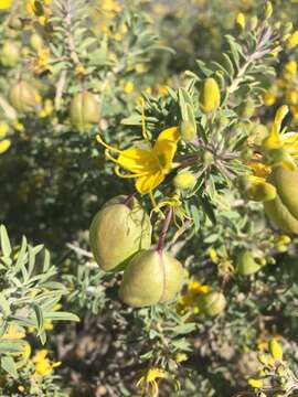 Imagem de Cleomella arborea var. globosa (Coville) J. C. Hall & Roalson