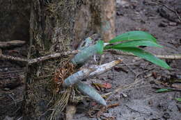 Image of Catasetum maculatum Kunth