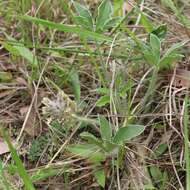 Psoralea hypogaea Torr. & A. Gray resmi