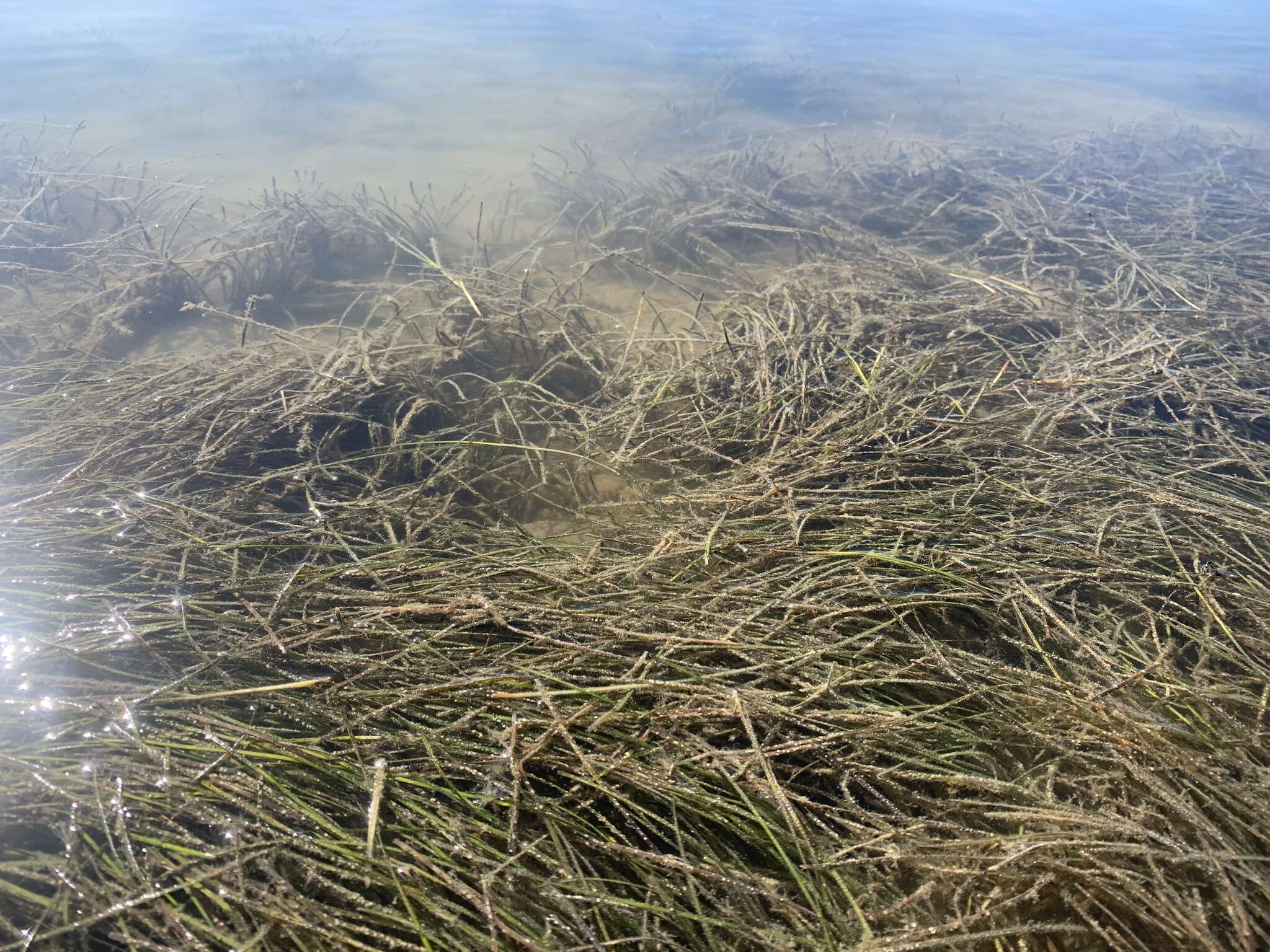 Image of Manatee Grass