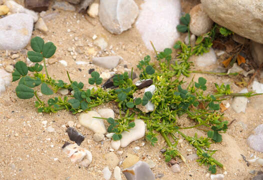 Image of Trigonella stellata Forssk.