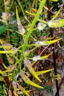 Image of Sinapis alba subsp. mairei (H. Lindb.) Maire