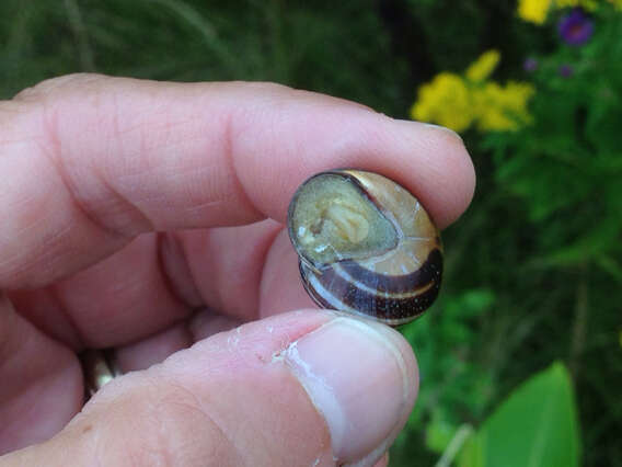 Image of Brown Lipped Snail