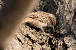 Image of Short-toed Treecreeper