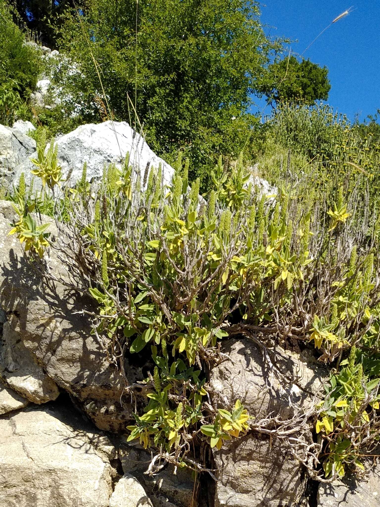 Image of <i>Salvia dorystaechas</i>