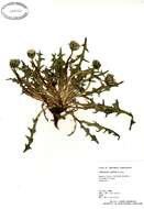 Image of Horned Dandelion