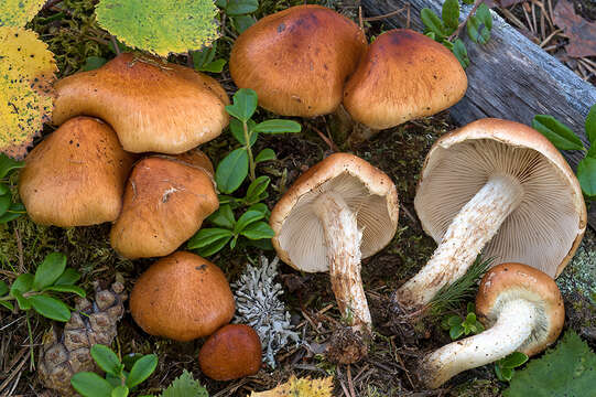 Image of Pholiota lubrica (Pers.) Singer 1951