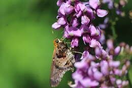 Image of Mercurial Skipper