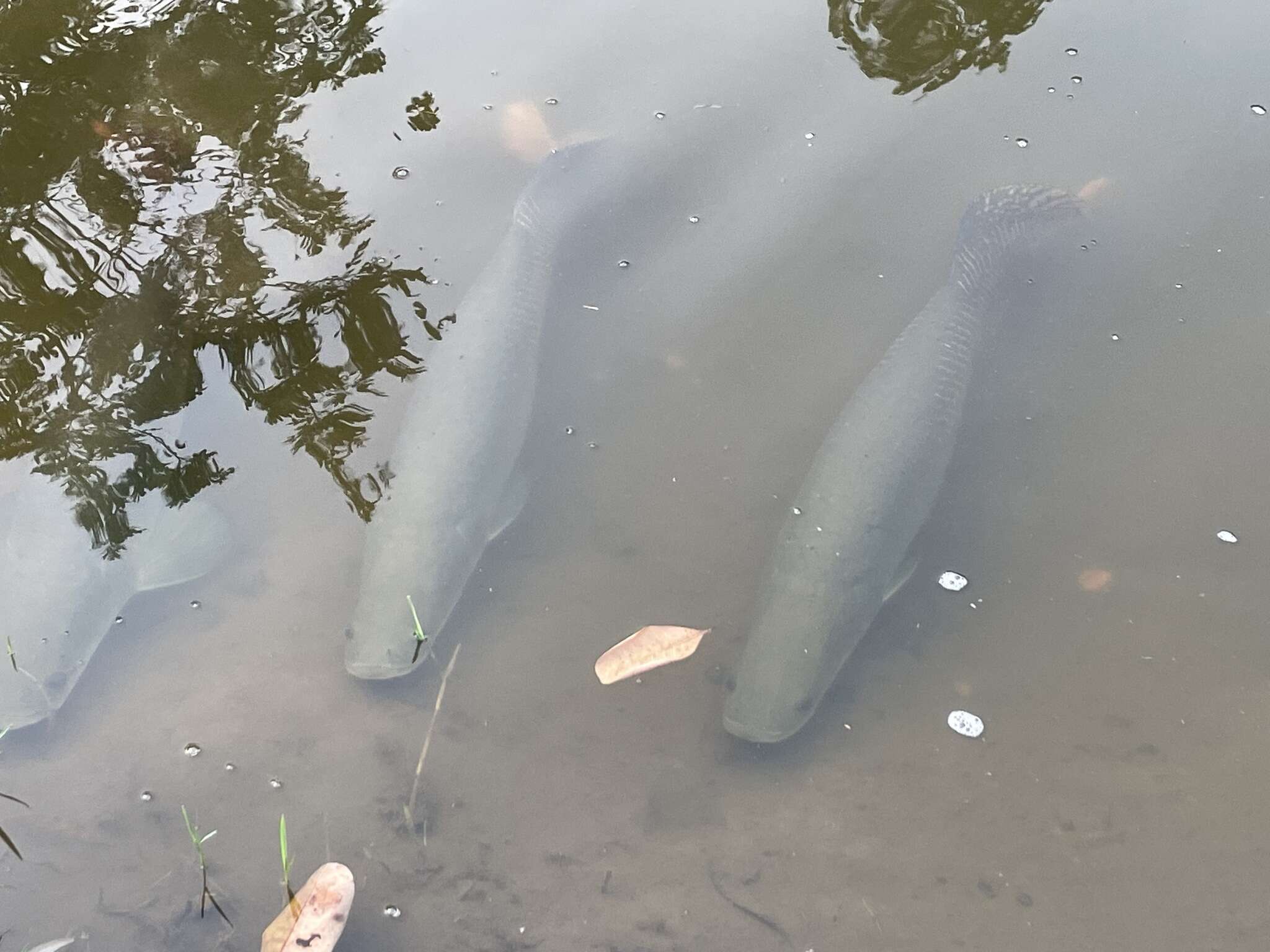 Sivun Arapaima kuva