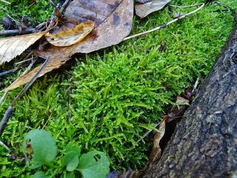 Image of New England bryhnia moss