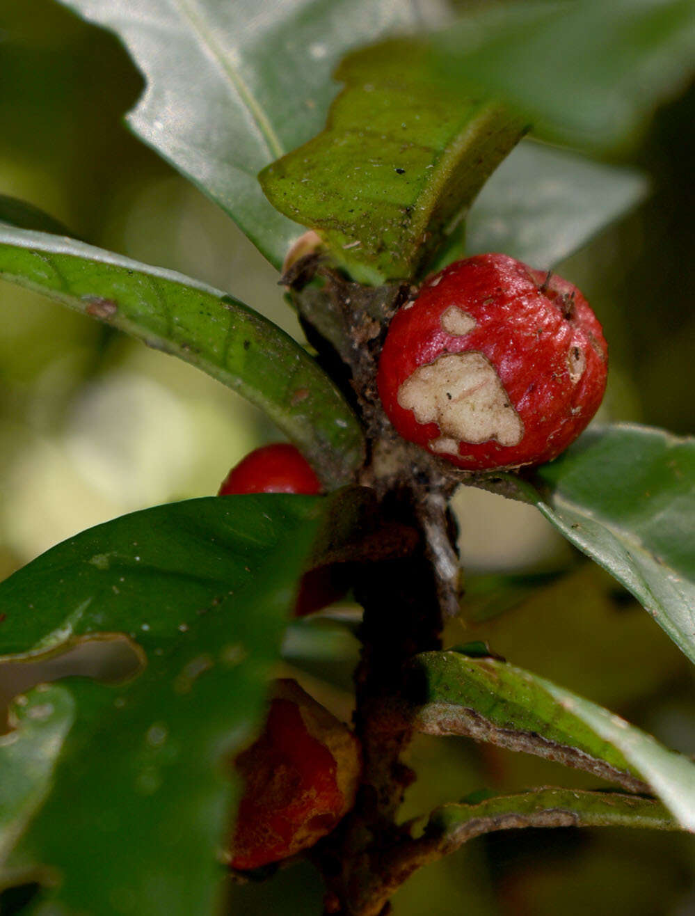 Ixora baileyana Bridson & L. G. Adams resmi