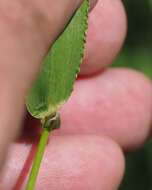 Image of hairy cupgrass