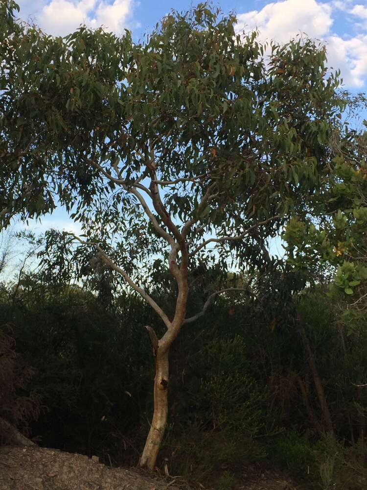 Eucalyptus haemastoma Sm. resmi