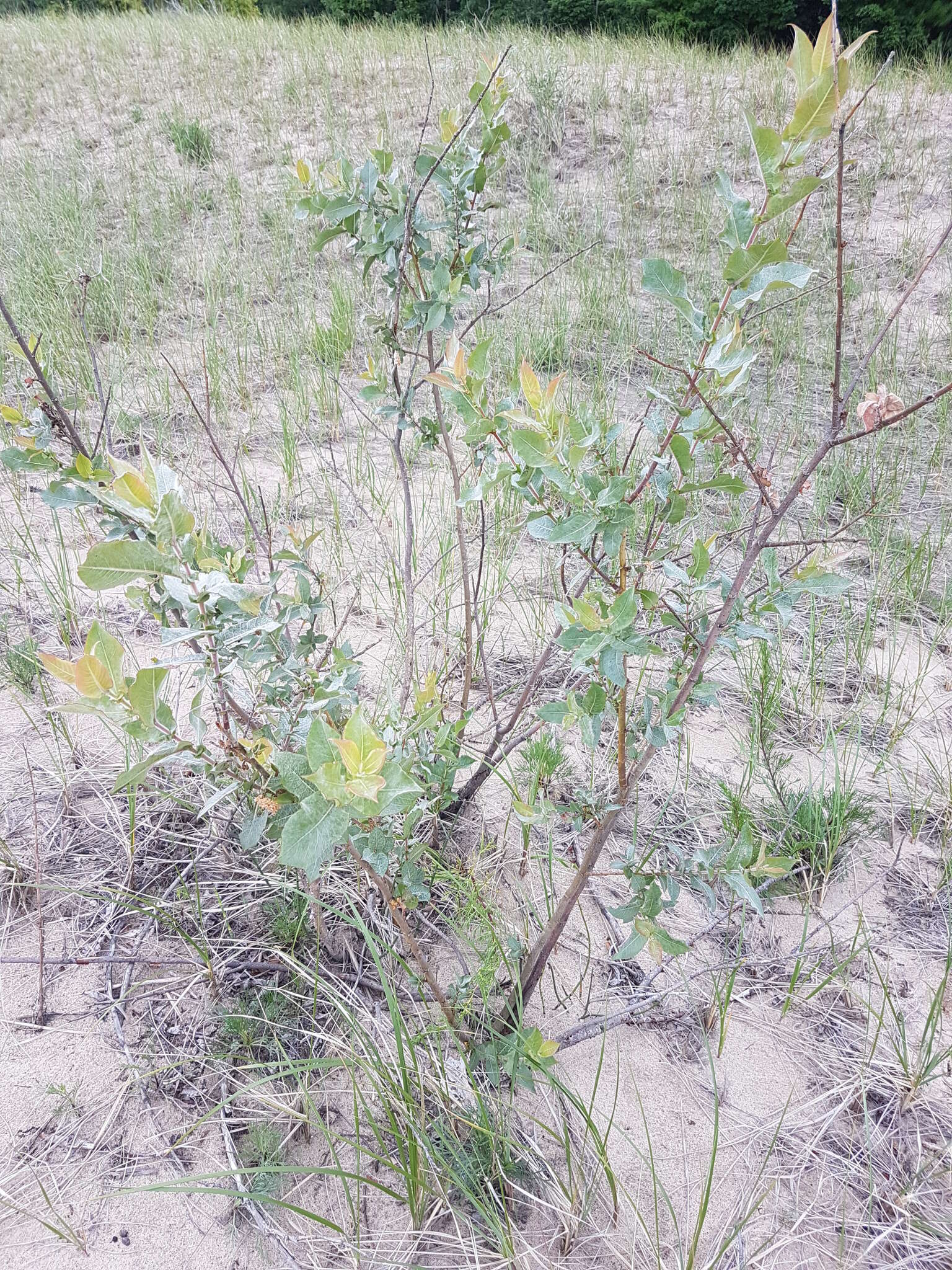 Imagem de Salix cordata Michx.