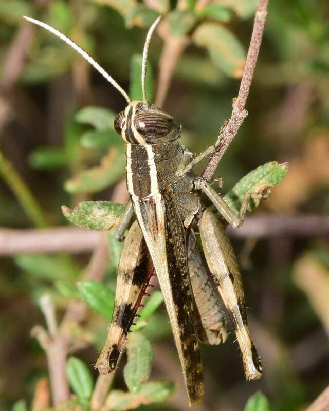 Heteracris littoralis (Rambur 1838)的圖片