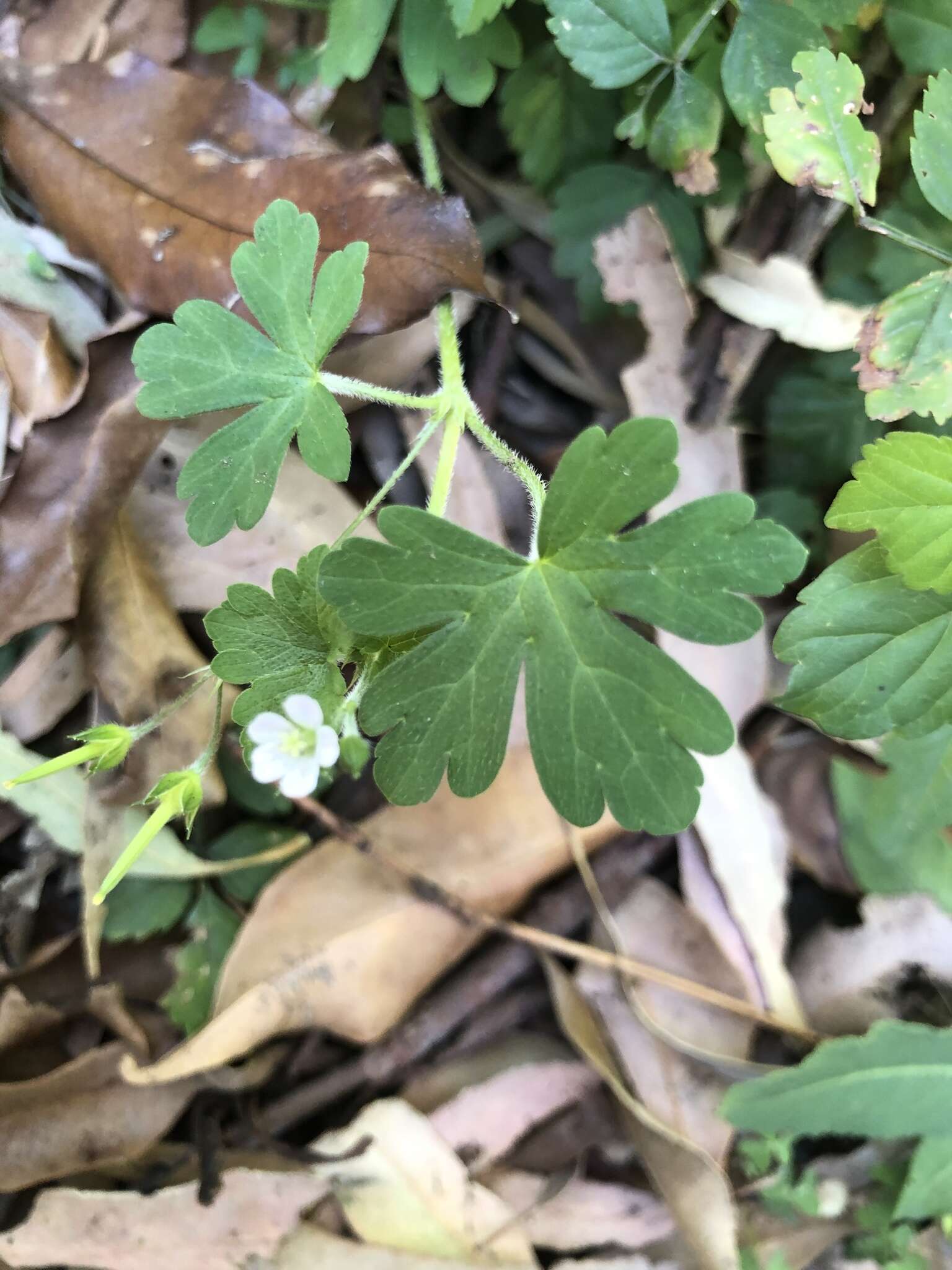 Image of Australasian geranium