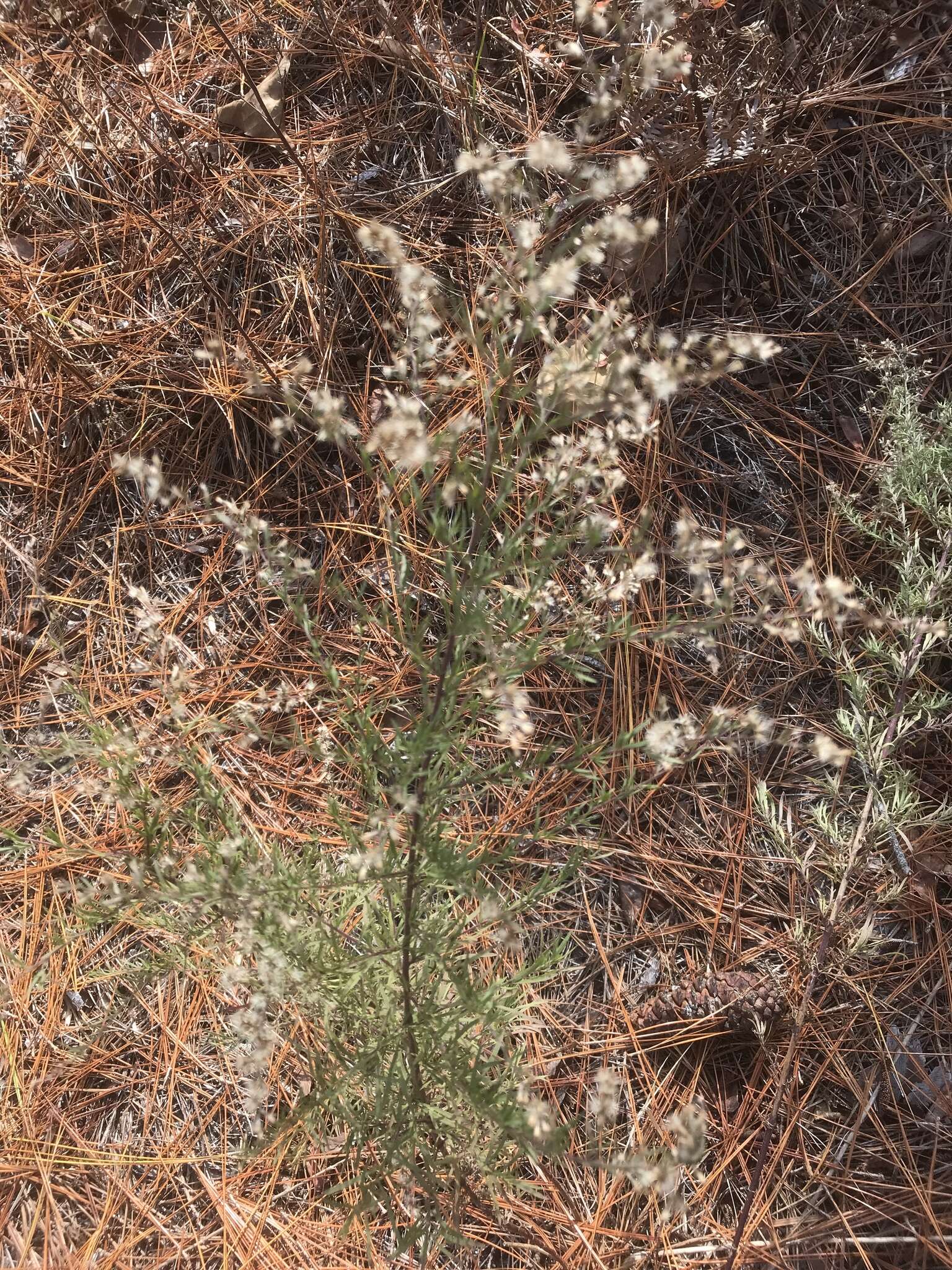 Image of Yankeeweed