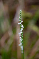 Image of Spiranthes hongkongensis S. Y. Hu & Barretto