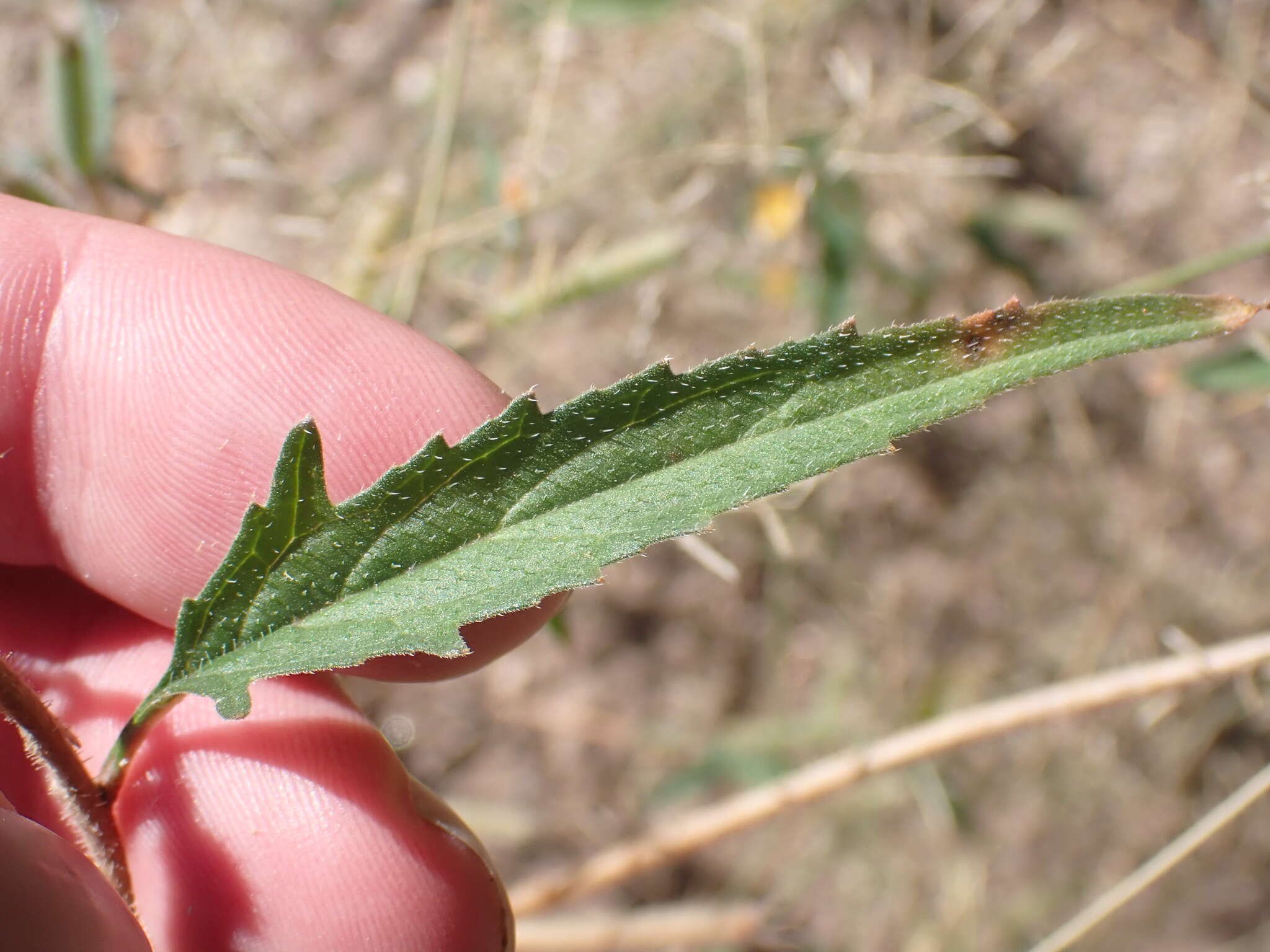 Image of Organ Mountain blazingstar