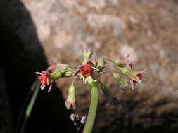 Tulbaghia ludwigiana Harv. resmi