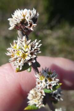 Image of Phylica callosa L. fil.