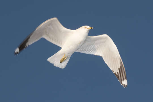 Image of Ring-billed Gull