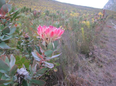 Image of Broad-leaved protea