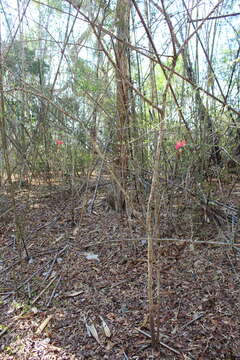 Image of Hibiscus grandidieri var. manamboloensis (Hochr.) Hochr.