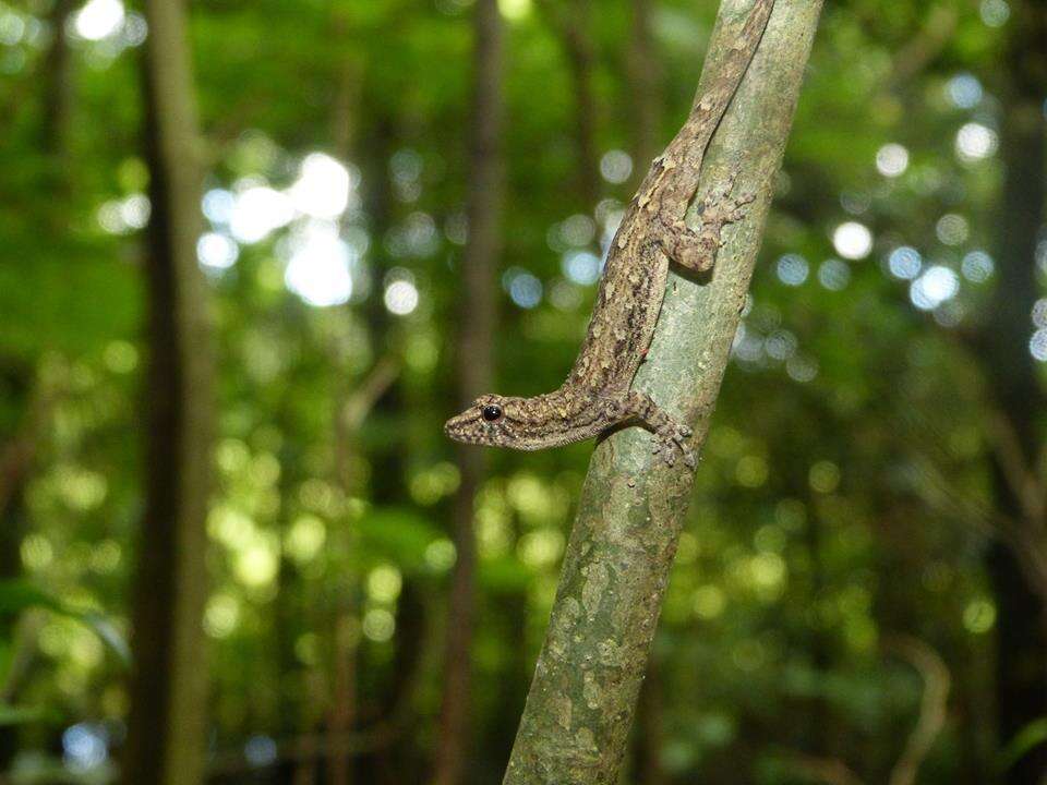 Слика од Lygodactylus tolampyae (Grandidier 1872)