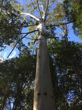 Image of grand eucalyptus