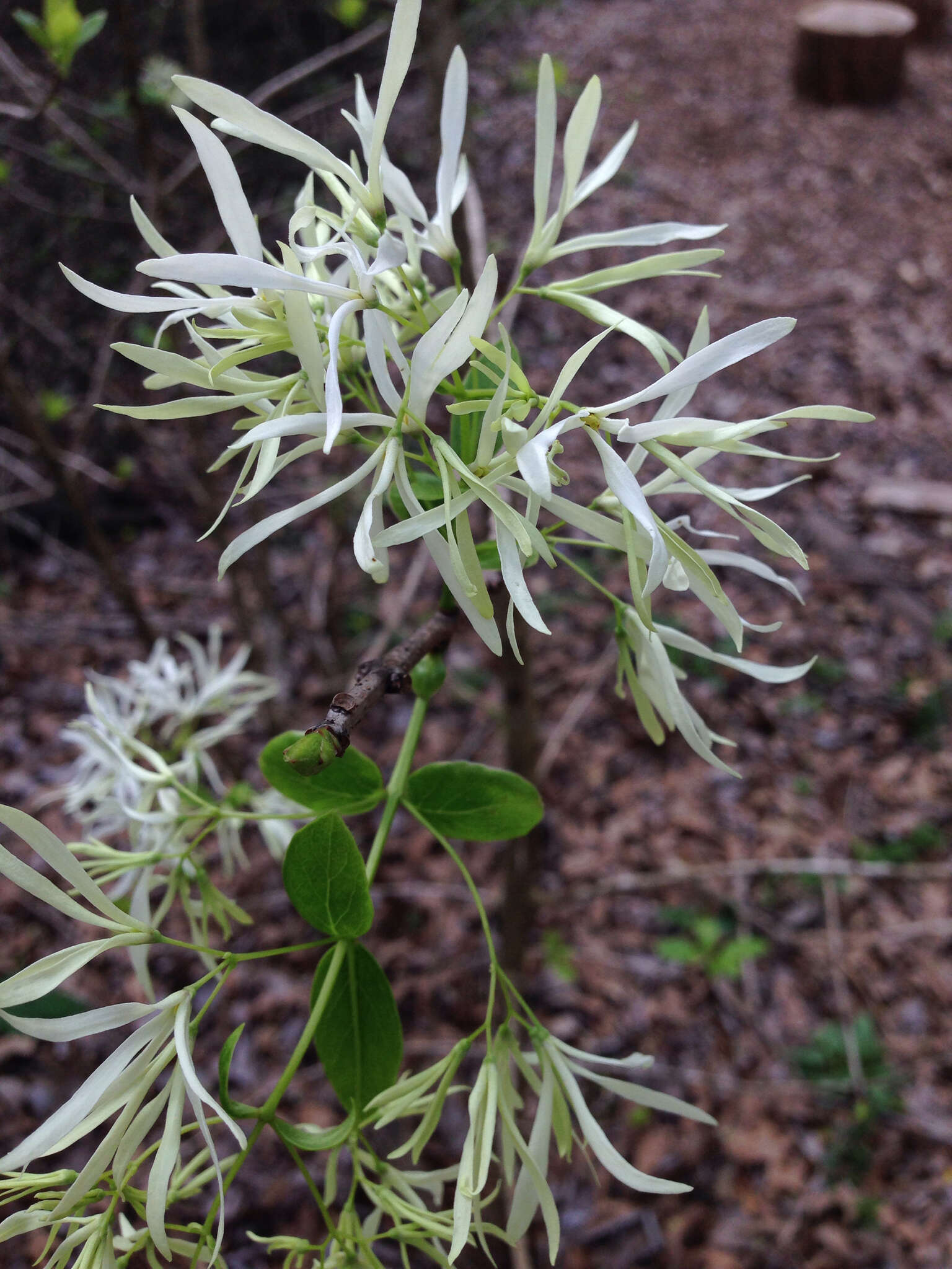 Imagem de Chionanthus virginicus L.