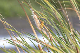 Imagem de Ploceus hypoxanthus chryseus Hume 1878